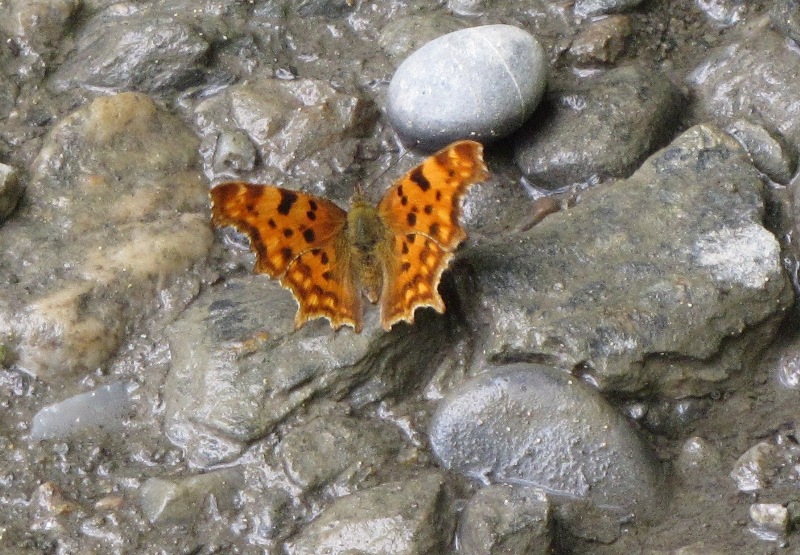 Polygonia c-album?